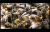 Zlínský kraj poskytuje dotace pro včelaře